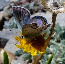 bluebutterfly